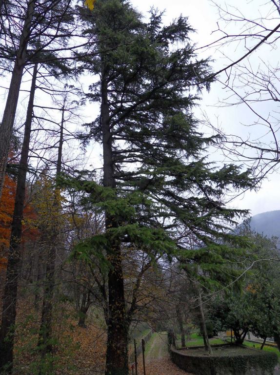 Visual Tree Assessment - La vegetazione arborea può presentare dei problemi di stabilità che vanno preventivati