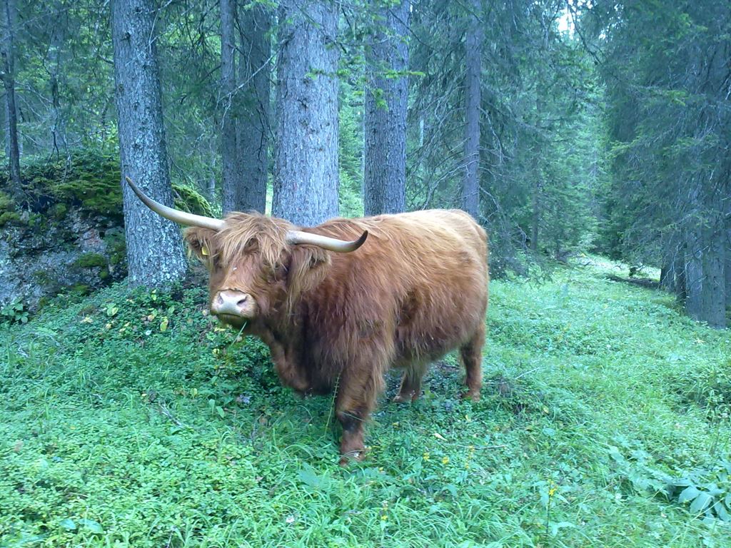 Incontri con la natura - Passeggiando nel bosco si incontra di tutto